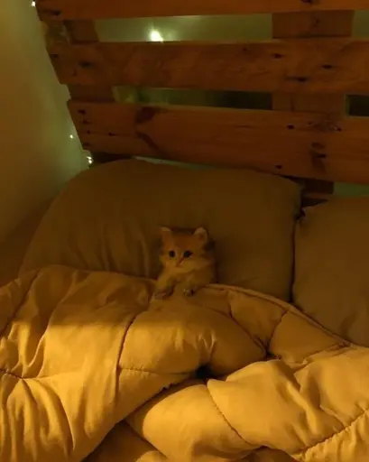 A kitty laying in a comfy bed like a human would be.